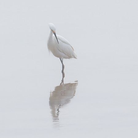 Morning Fog-2