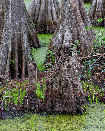 Lake Martin Color-3