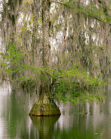Lake Martin Color-6