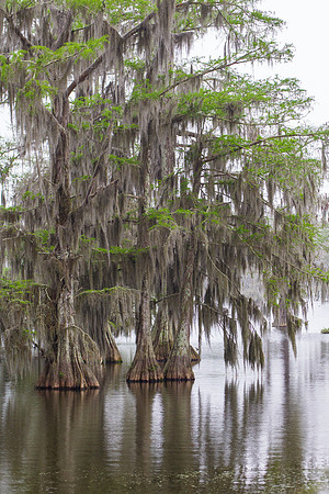 Lake Martin Color-7