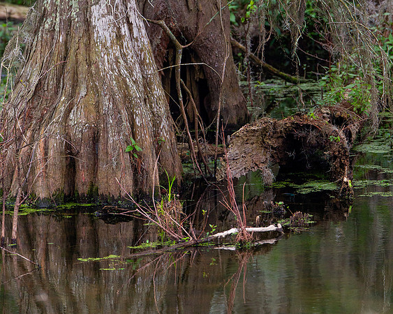 Lake Martin Color-12