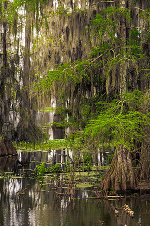 Lake Martin Color-11