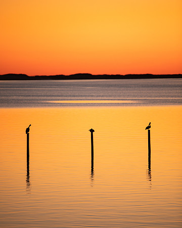 Birds on Piles 4X5-1