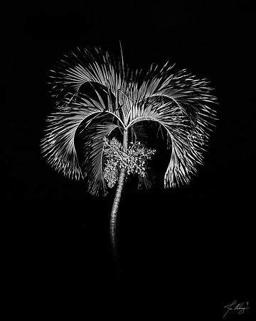 Palm In Dark