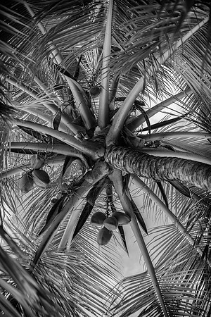 Palm B&W